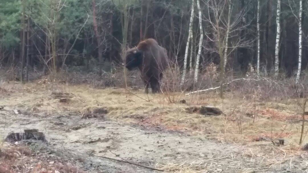 Selfie z żubrem