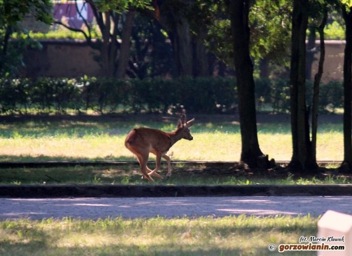 5/5  Zbłąkany jelonek na cmentarzu