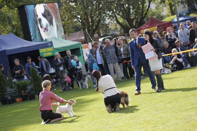 4/11 IV Jesienną Wystawa Psów Rasowych