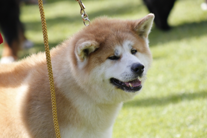 5/11 IV Jesienną Wystawa Psów Rasowych