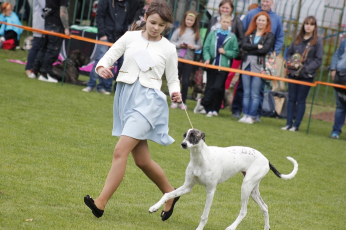 6/11 IV Jesienną Wystawa Psów Rasowych