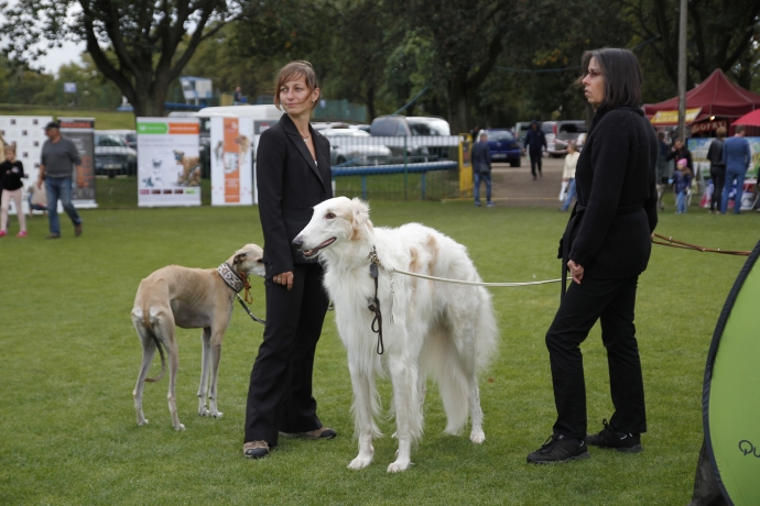 8/11 IV Jesienną Wystawa Psów Rasowych