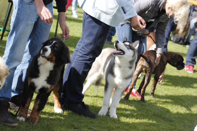 9/11 IV Jesienną Wystawa Psów Rasowych