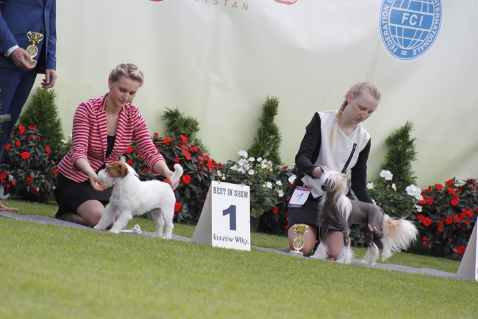 11/11 IV Jesienną Wystawa Psów Rasowych