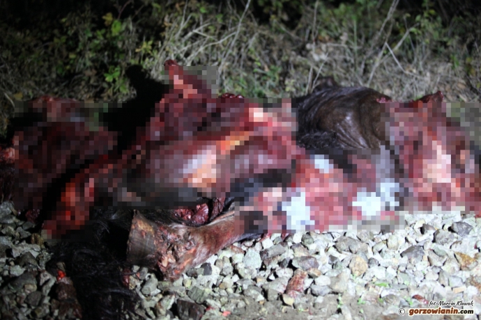 5/6 Tragedia na torach. Szynobus zabił pięć koni