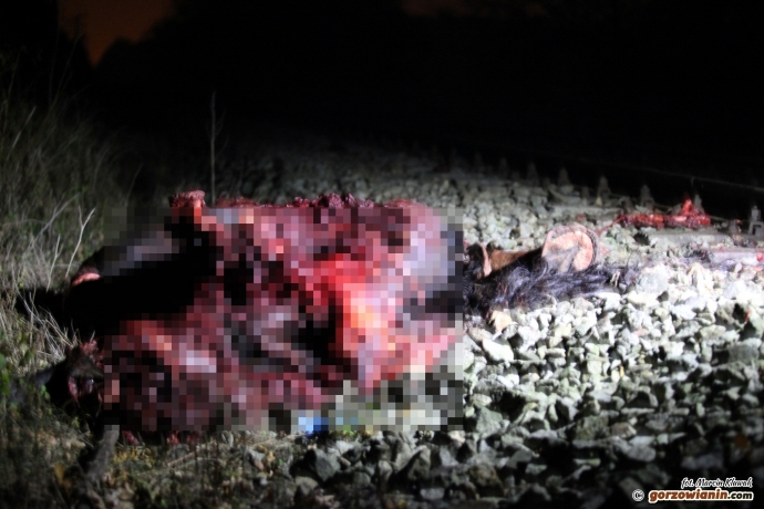 6/6 Tragedia na torach. Szynobus zabił pięć koni