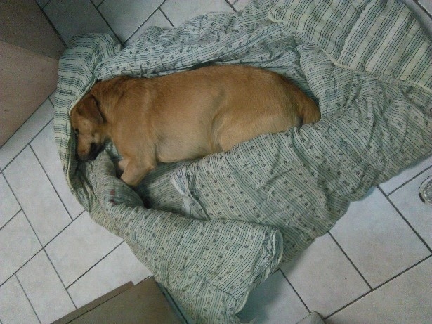 3/4 Piesek potrącony w Deszcznie