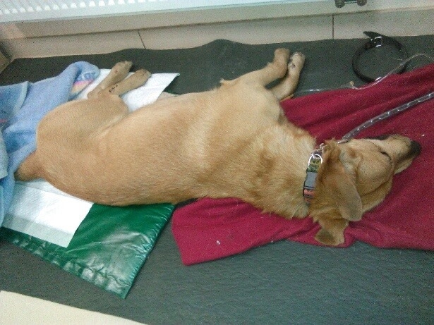 4/4 Piesek potrącony w Deszcznie