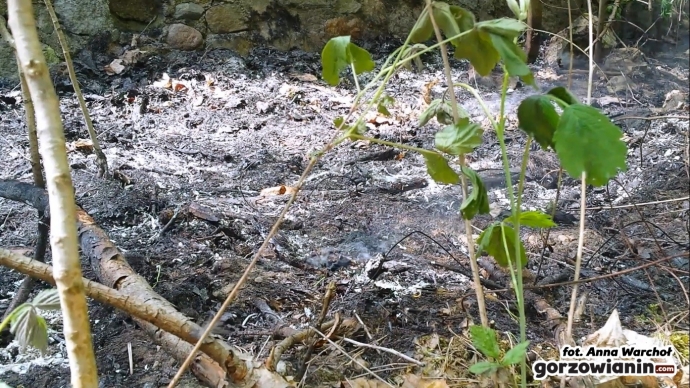 5/7 Pożar przy ul. Dobrej