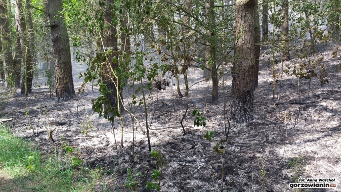 7/7 Pożar przy ul. Dobrej