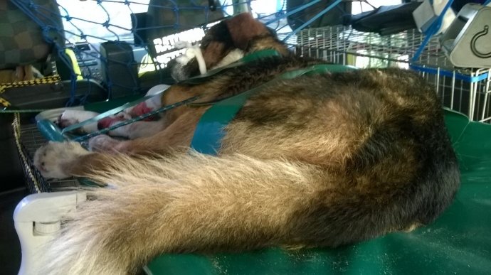 4/4 Uratowali psa leżącego na S3! 