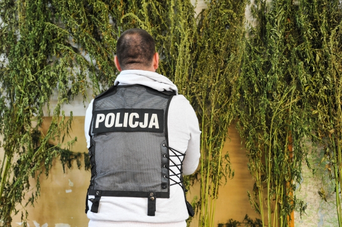 3/6 Plantacja konopi w Gorzowie