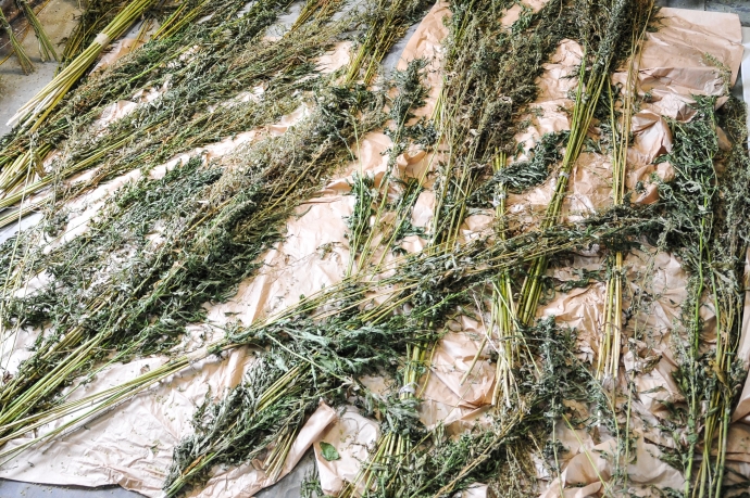 5/6 Plantacja konopi w Gorzowie