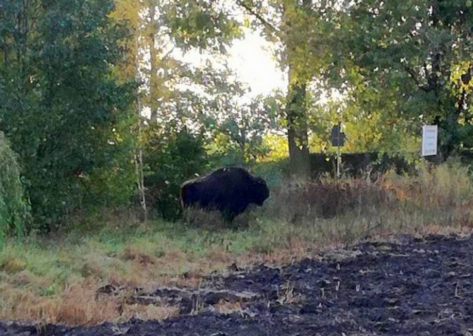 1/5 Wędrówka żubra po Gorzowie i okolicach