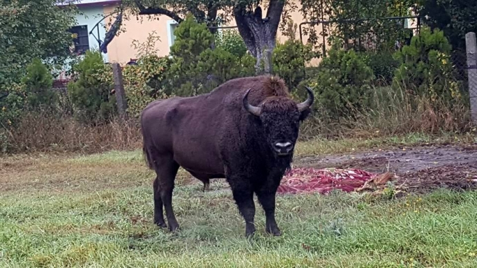 2/5 Wędrówka żubra po Gorzowie i okolicach