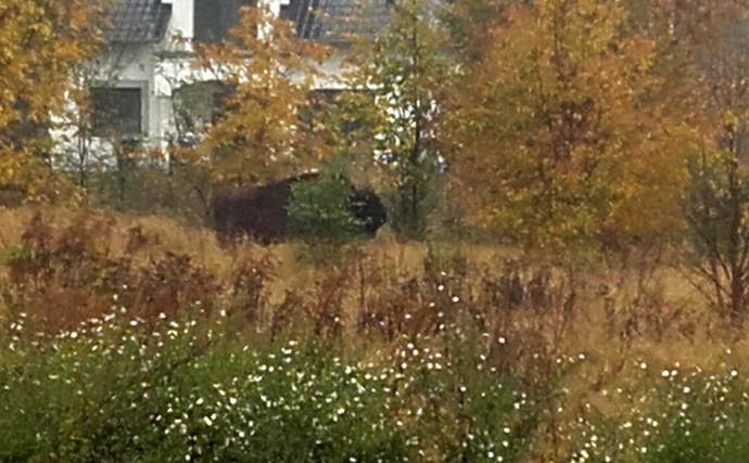 3/5 Wędrówka żubra po Gorzowie i okolicach