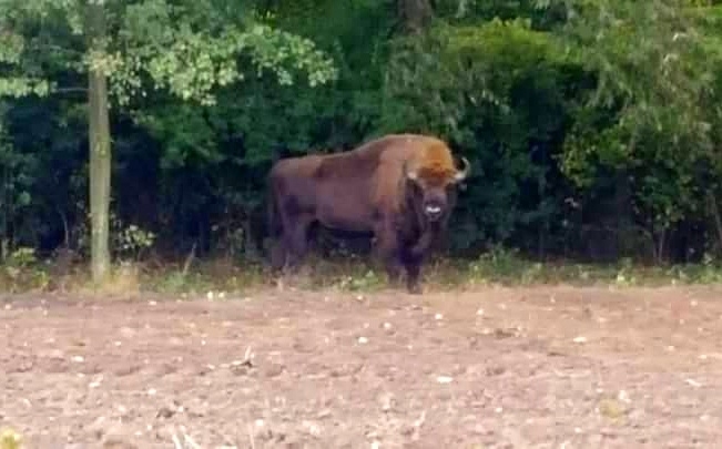 5/5 Wędrówka żubra po Gorzowie i okolicach