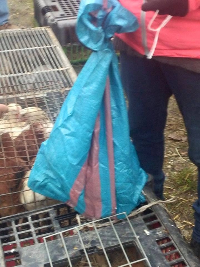 4/4 Nielegalna sprzedaż psów