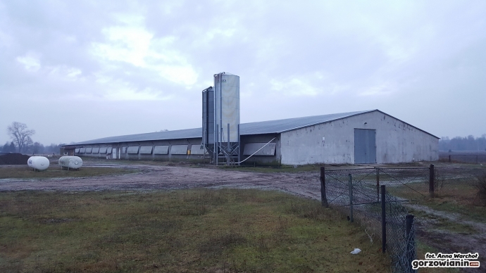 4/12 Ptasia grypa w Gliniku