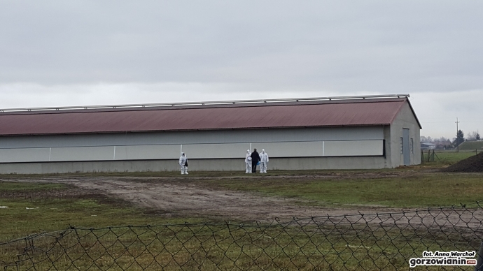 9/12 Ptasia grypa w Gliniku