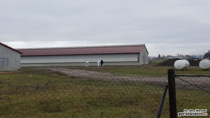 10/12 Ptasia grypa w Gliniku