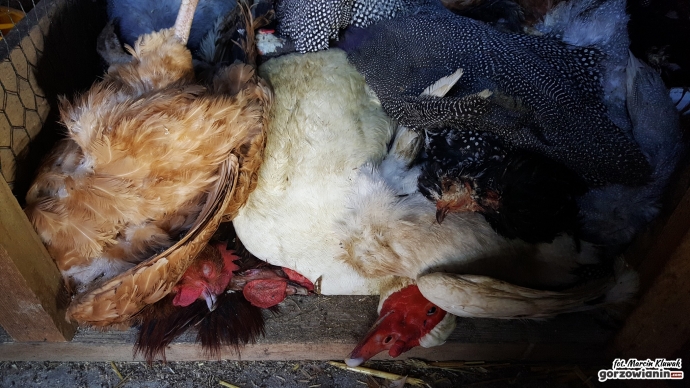 4/5 Martwe ptaki leżą od tygodnia w oborze