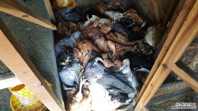 5/5 Martwe ptaki leżą od tygodnia w oborze