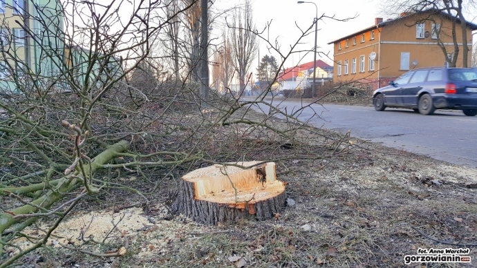 2/12 Wycinka drzew przy Kobylogórskiej