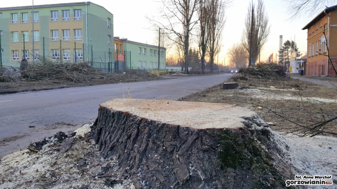 6/12 Wycinka drzew przy Kobylogórskiej