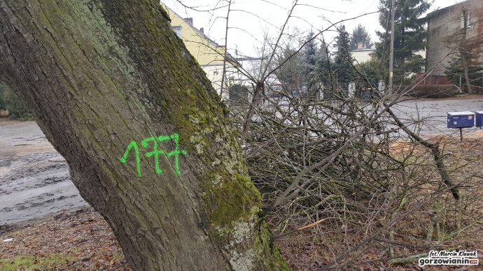 5/8 Wycinka drzew przy Kostrzyńskiej