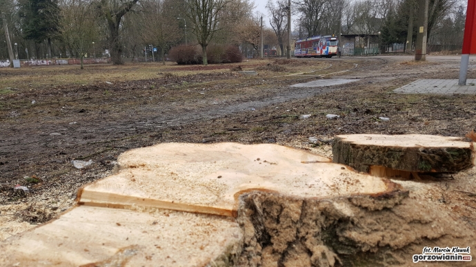 6/8 Wycinka drzew przy Kostrzyńskiej