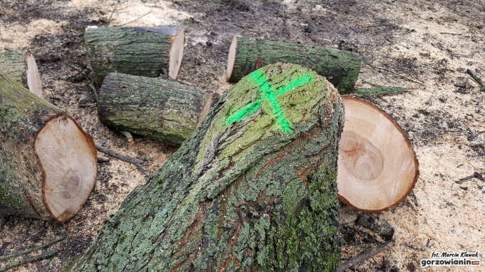 8/8 Wycinka drzew przy Kostrzyńskiej