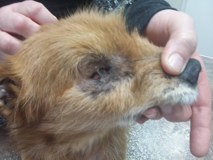 4/4 Kto wydłubał oczy Piratowi?