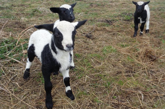 3/9 Owce i jagniątka na wyciągnięcie ręki