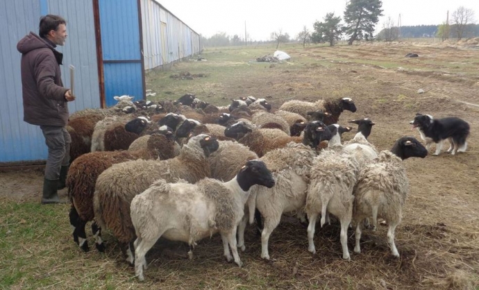 6/9 Owce i jagniątka na wyciągnięcie ręki