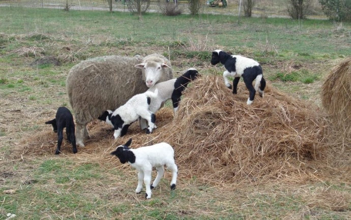 7/9 Owce i jagniątka na wyciągnięcie ręki