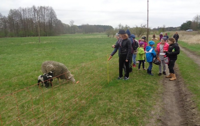 8/9 Owce i jagniątka na wyciągnięcie ręki