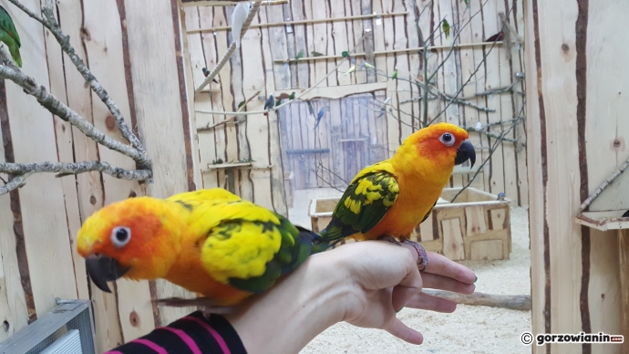 7/19 Atrakcje Fun Jump