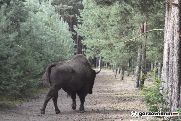 3/6 W oko w oko z żubrem