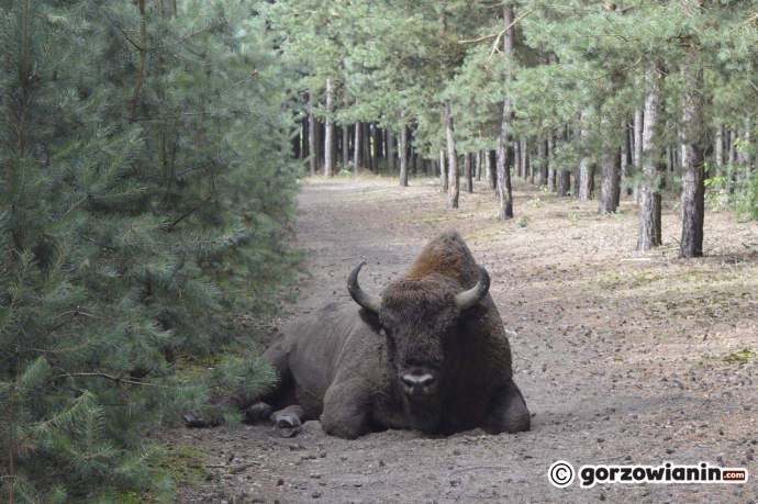 4/6 W oko w oko z żubrem