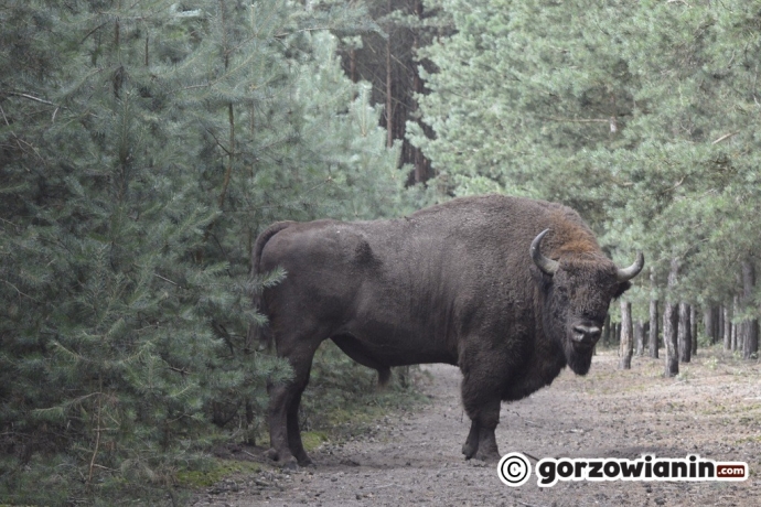 6/6 W oko w oko z żubrem