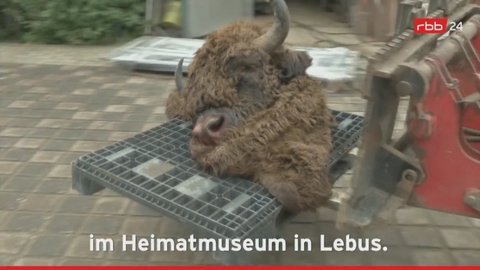 3/4 Żubr zastrzelony w Niemczech