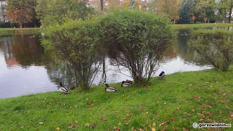 3/16 Jesień w Parku Róż