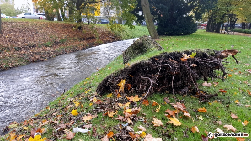 10/16 Jesień w Parku Róż