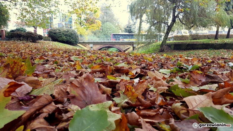 11/16 Jesień w Parku Róż