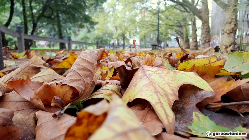 14/16 Jesień w Parku Róż