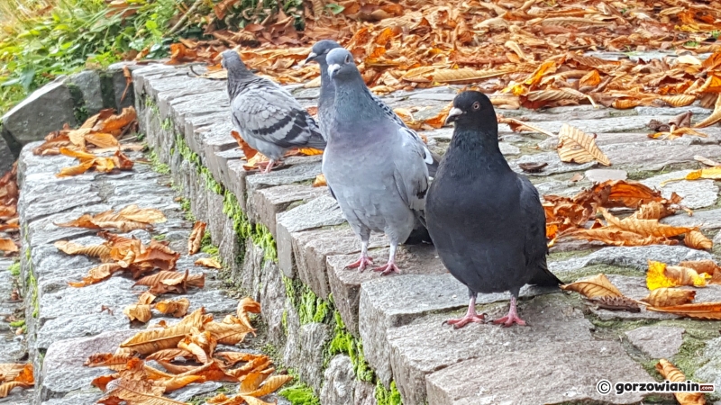 15/16 Jesień w Parku Róż