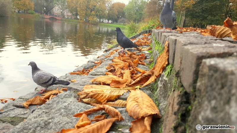 16/16 Jesień w Parku Róż