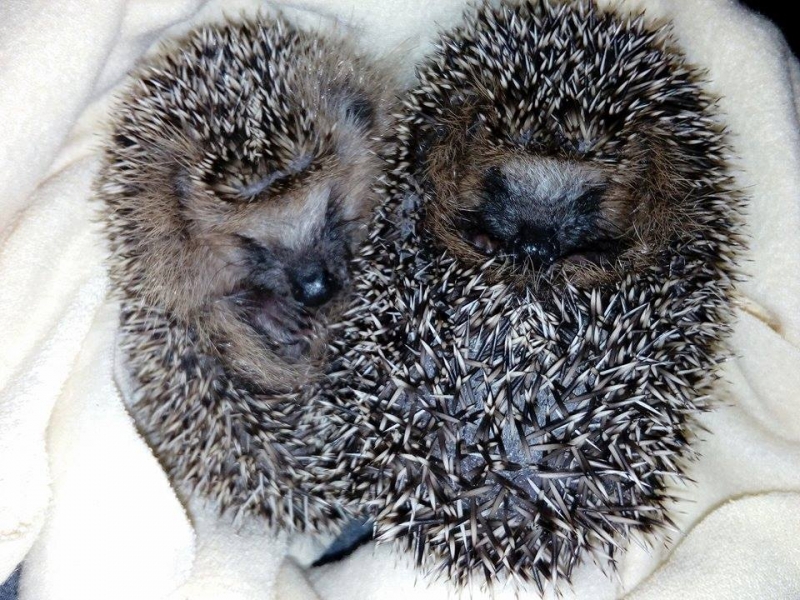 3/7 Jeże pod opieką OTOZ Animals