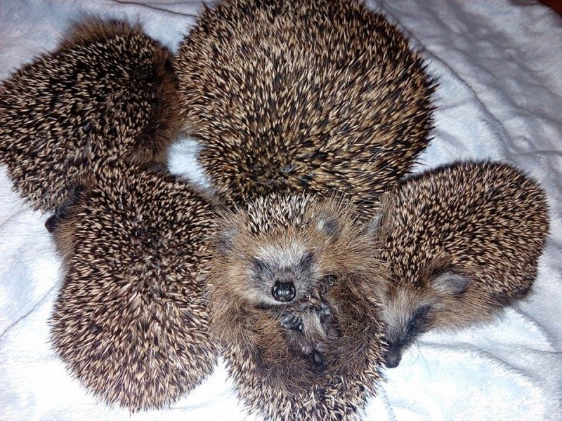 4/7 Jeże pod opieką OTOZ Animals